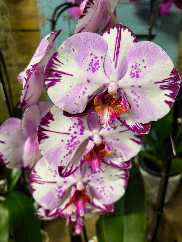 phalaenopsis moth orchid