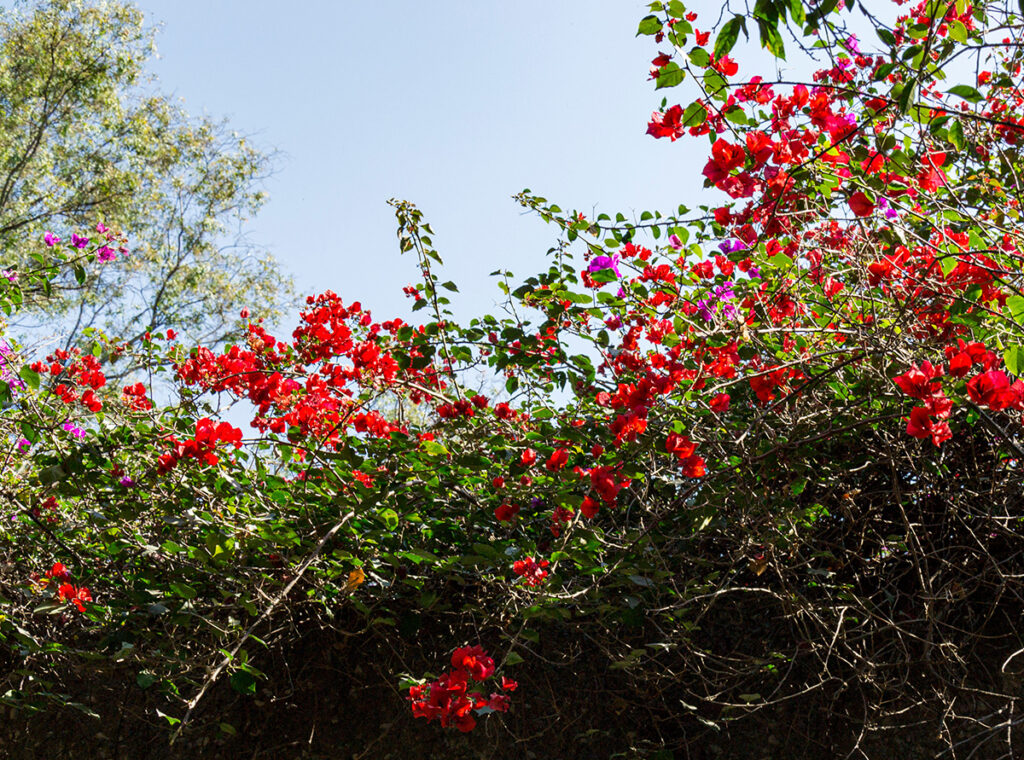 Poinsettia growing in Mexico