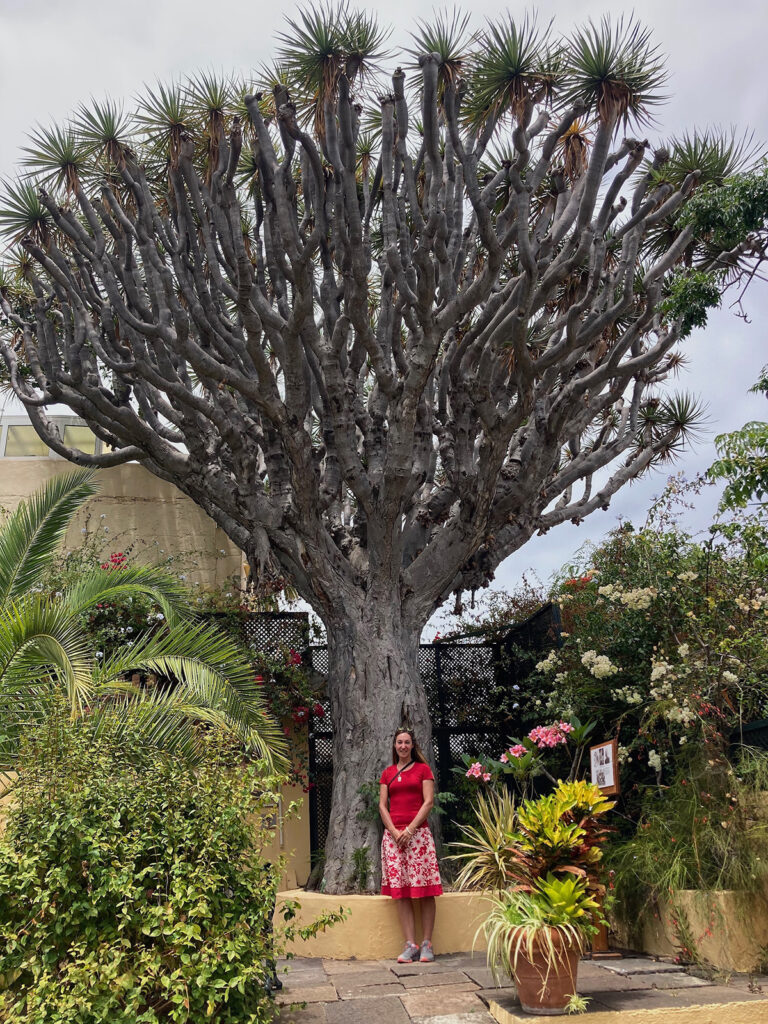 600 yr old D.draco in The Orchid Garden, Sitio Litre, Puerto de la Cruz