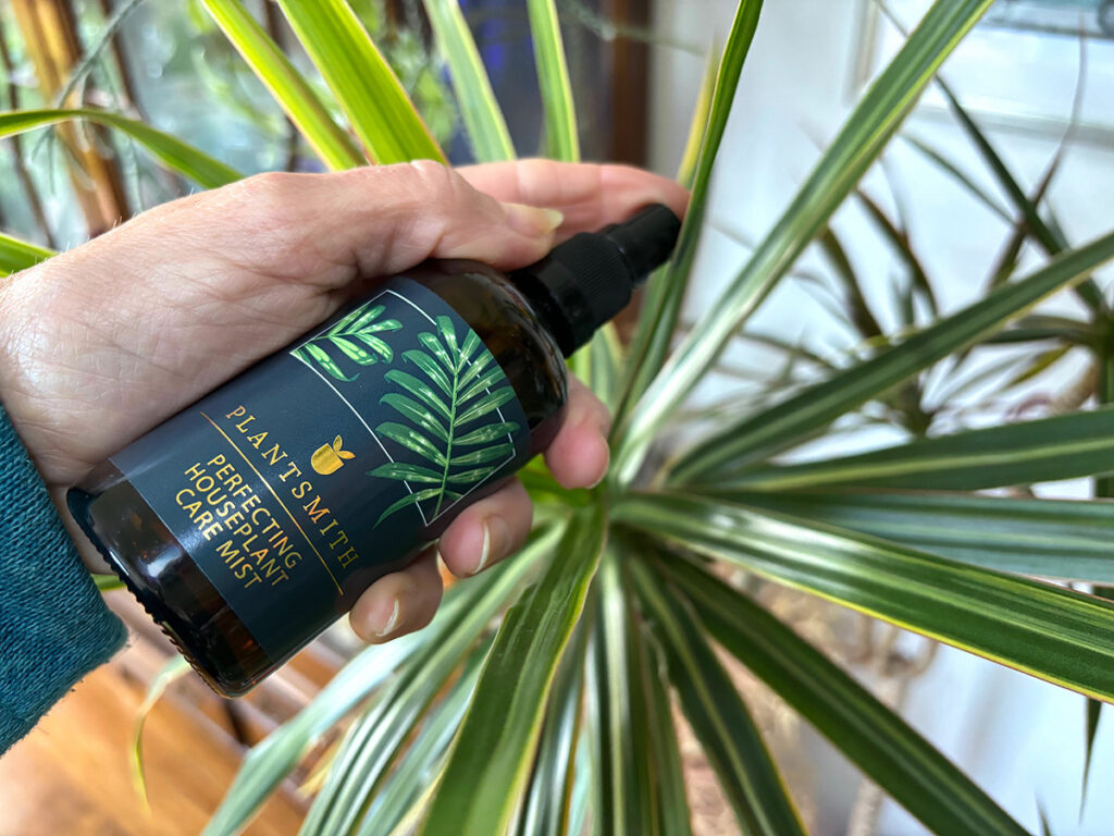 Misting leaves of D. marginata