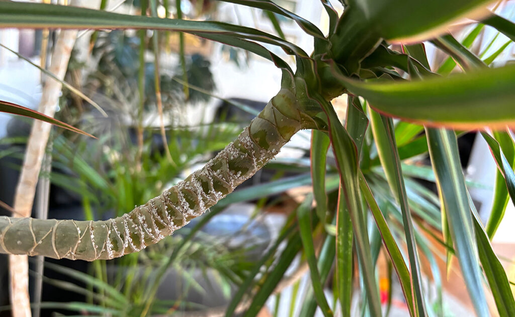 Mealybugs on D. marginata