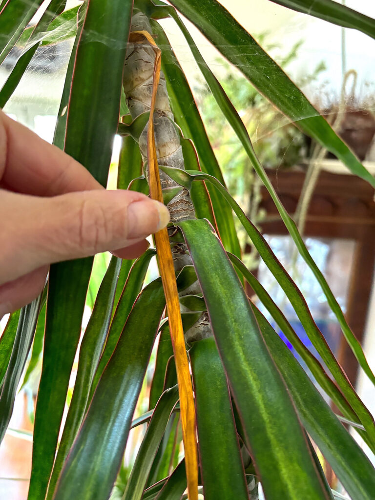 Yellow leaves on D. marginata