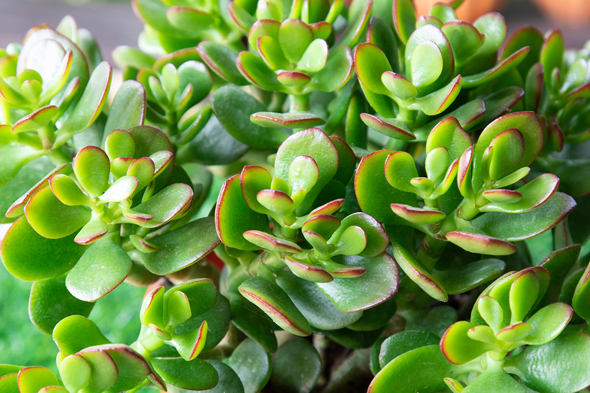 Crassula Ovata Jade Plant Plantsmith Crassula Ovata Jade Plant Plantsmith