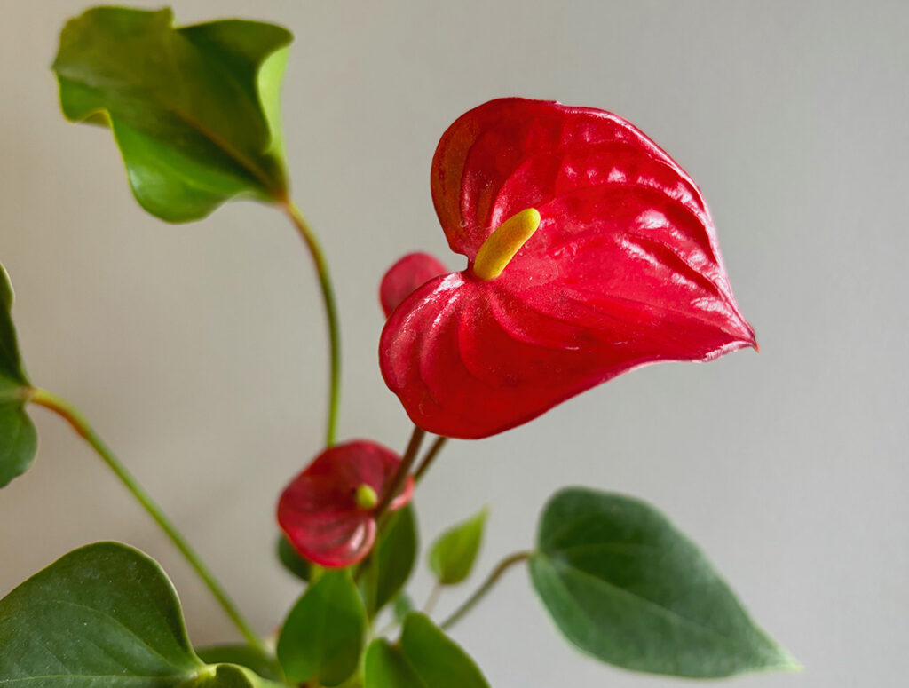 Anthurium blooming spathes