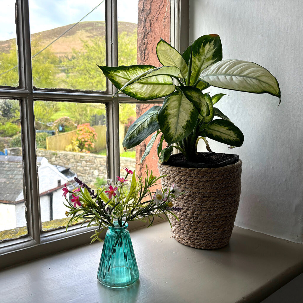 Dieffenbachia in windowsill