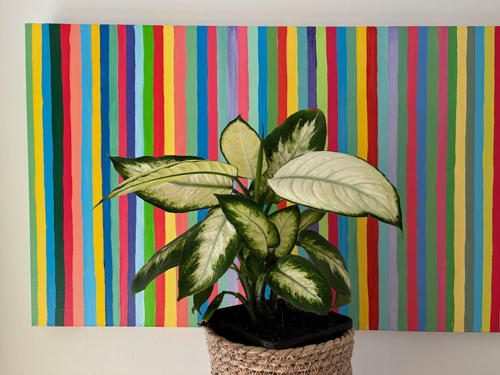 Dieffenbachia or Dumb Cane plant