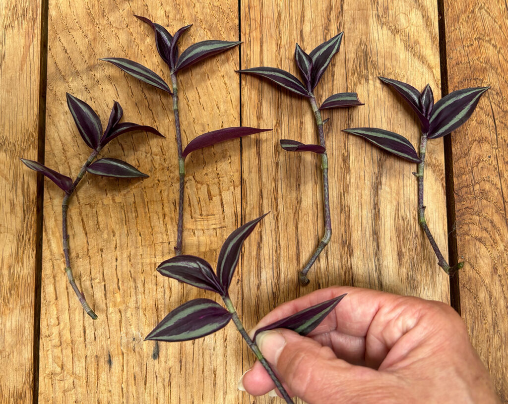 Propagating tradescantia 