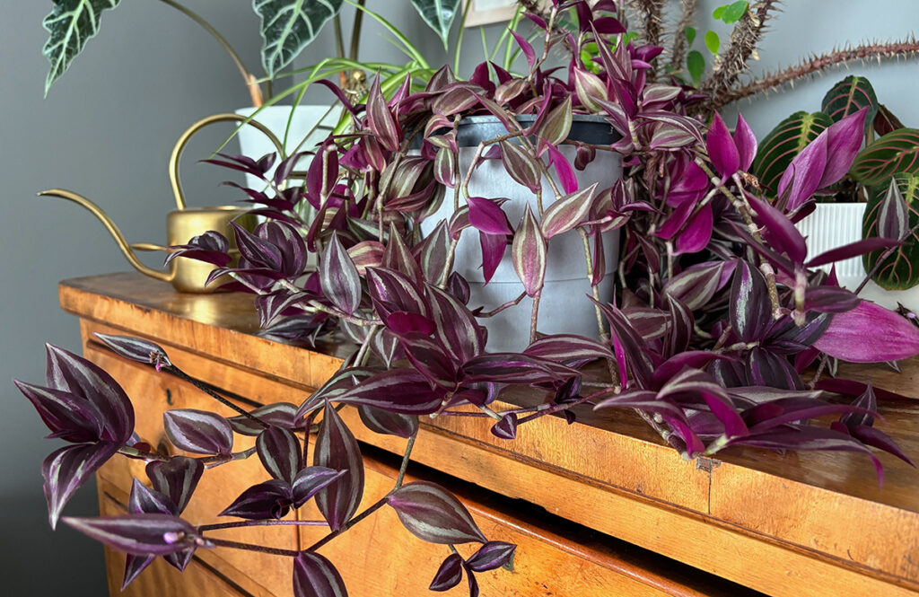 tradescantia zebrina