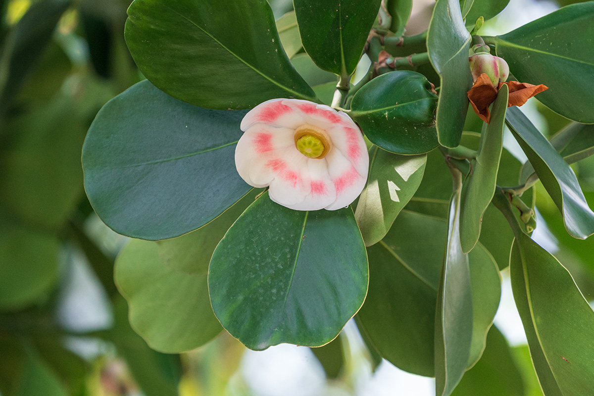 Clusia rosea, autograph tree - Plantsmith