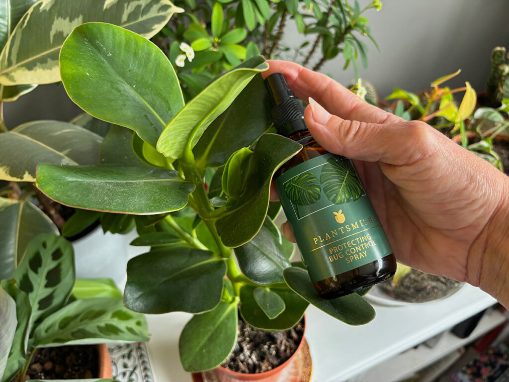 Spraying autograph tree with Plantsmith Bug Control Spray