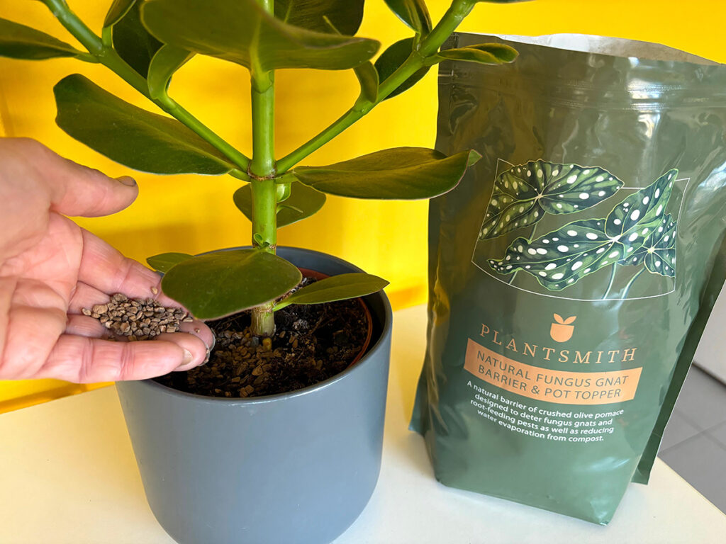 Adding pot topper to autograph tree