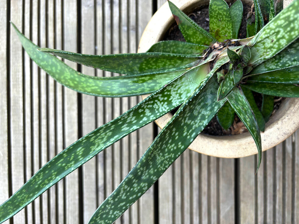 Gasteria Ox tongue