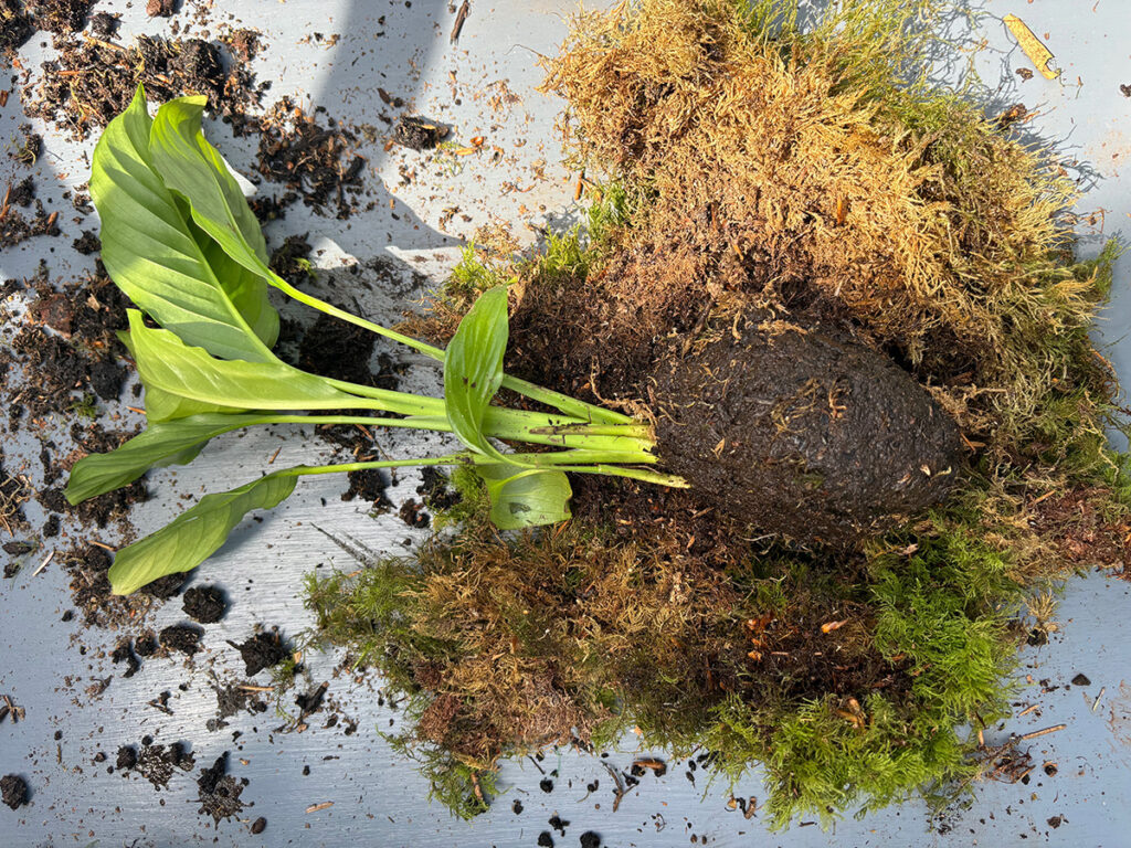 making kokedama