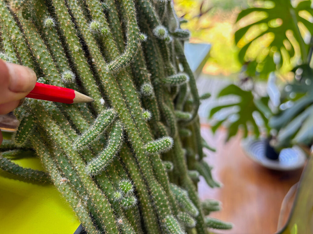 Mealybug on rattail cactus