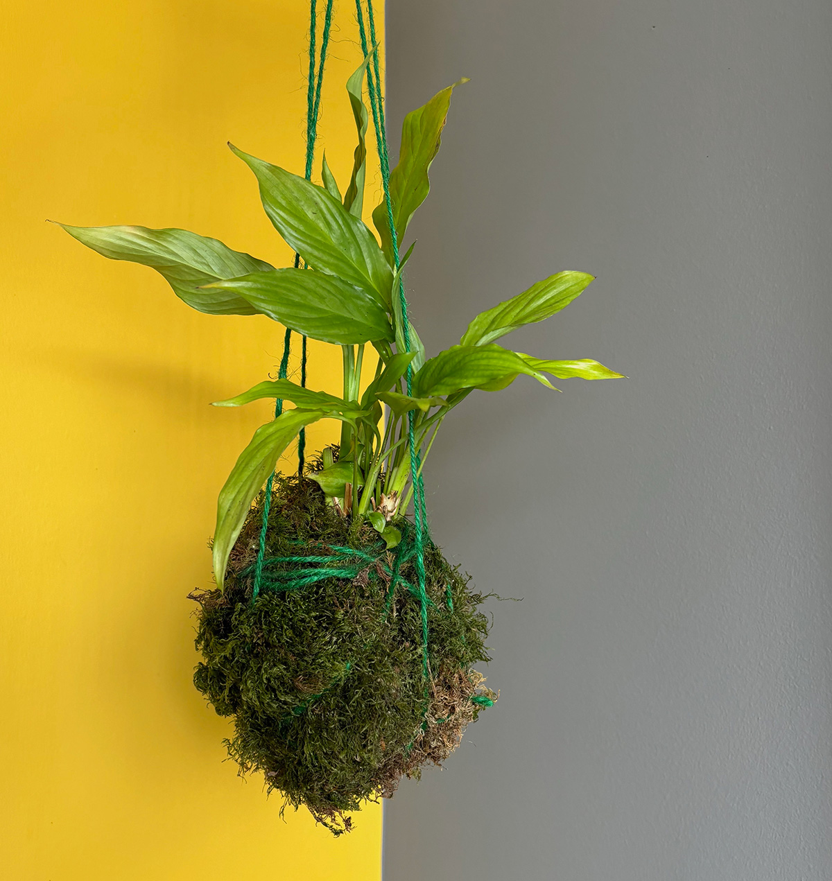 Suspension Végétale Kokedama Avec Spathiphyllum - Boule En Verre Diamètre 12 Cm - Kit Complet Avec Sphaigne Et Ressort - 5