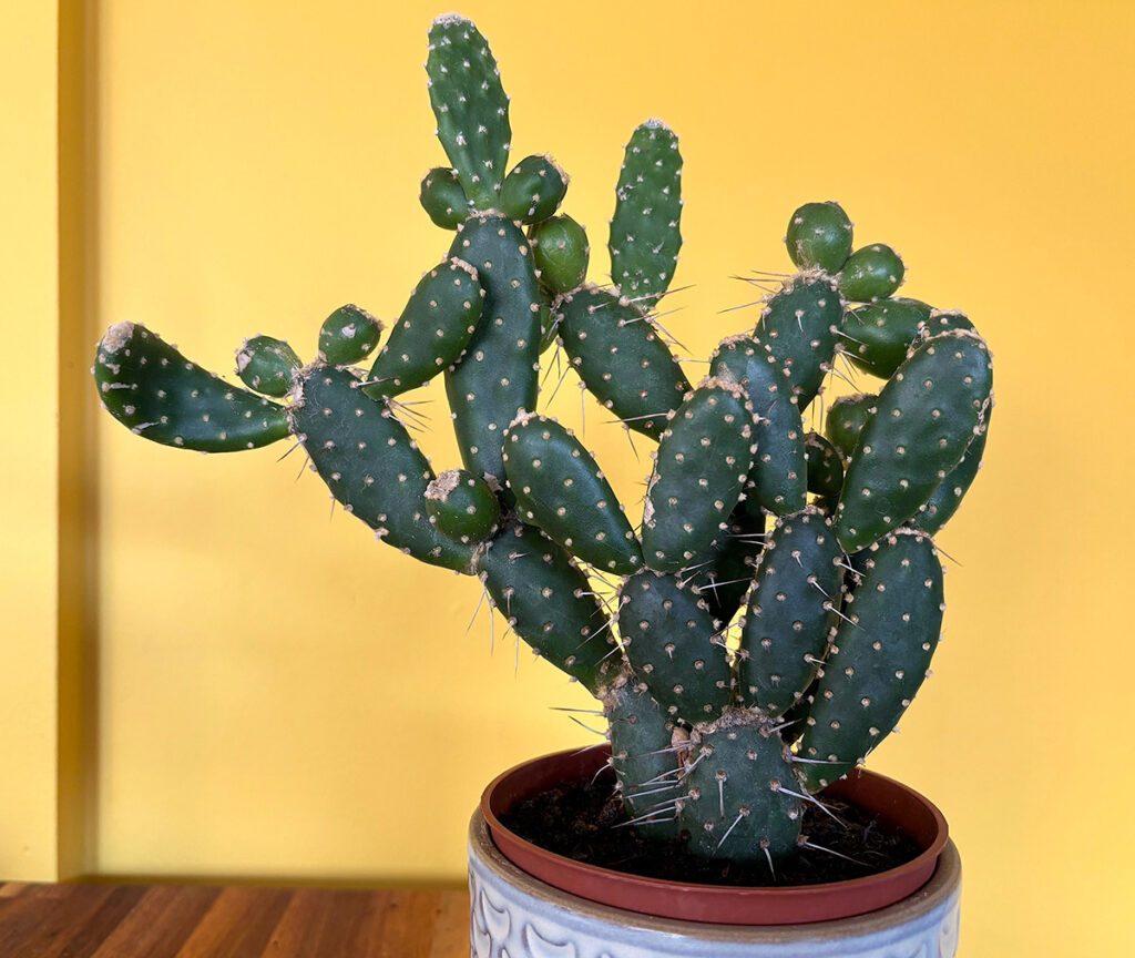 Opuntia prickly pear