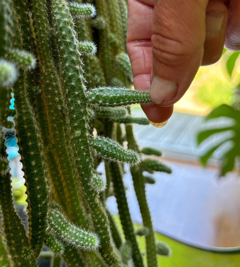 Propagate rattail cacti offsets