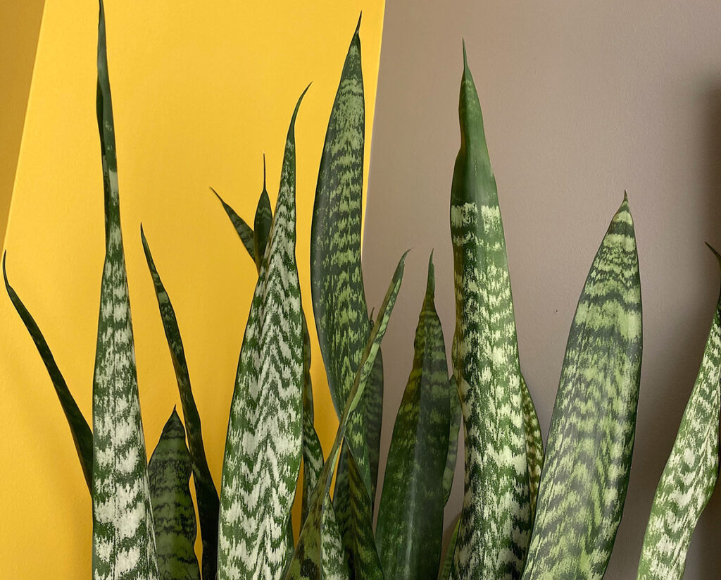 Snake plant