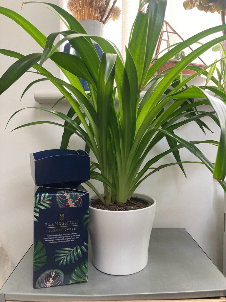 Reverted green foliage on spider plant