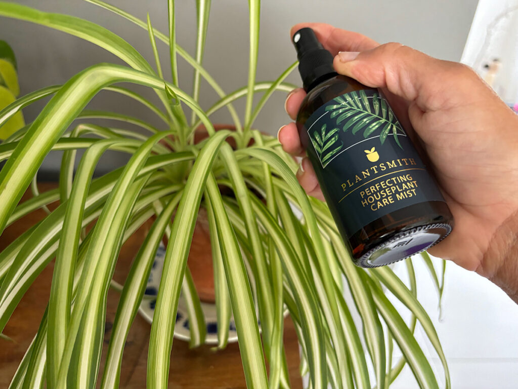 Spider Plant houseplant care mist