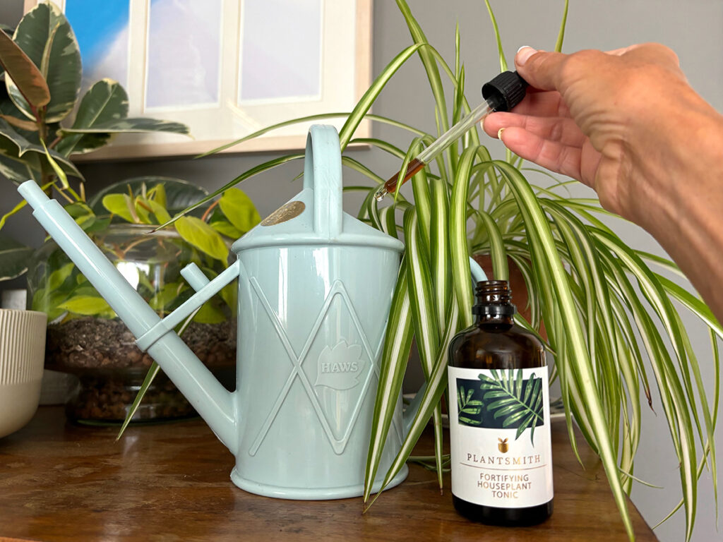 Spider Plant houseplant feed