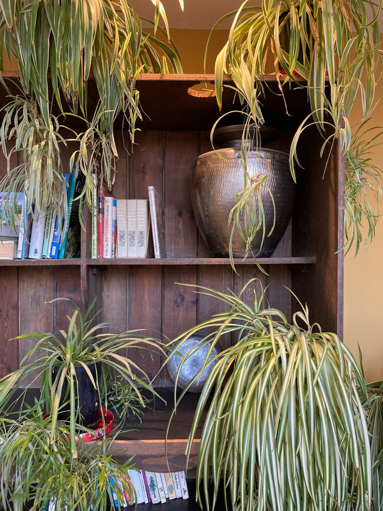Spider Plant shelves