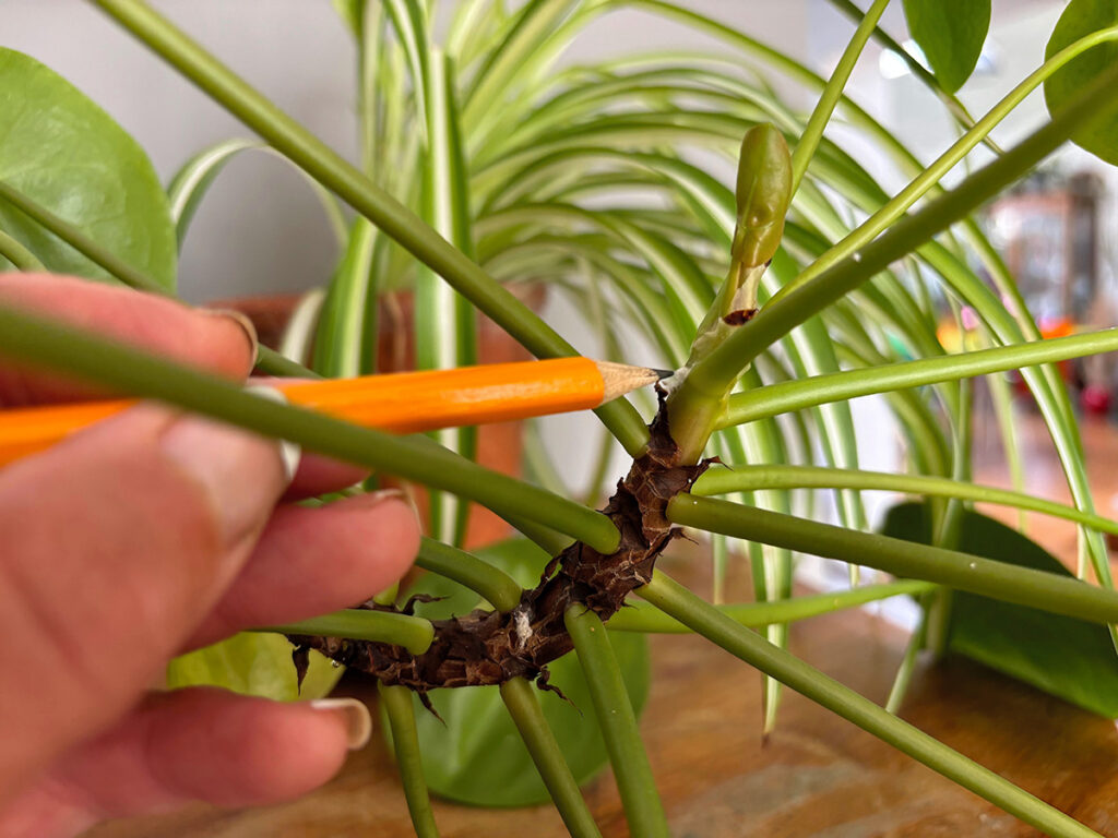 Using a pencil to remove mealybug