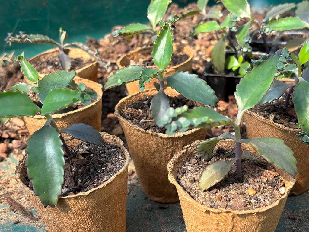Propogation with biodegradeable pots