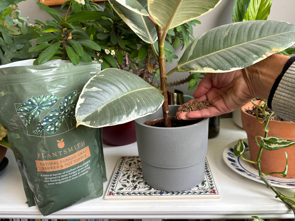 adding Fungus Gnat topper to plant pot