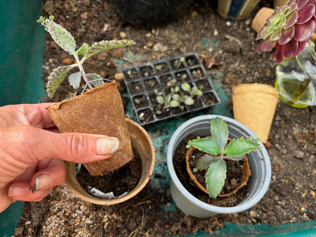 Repotting from fibre pot to larger pot