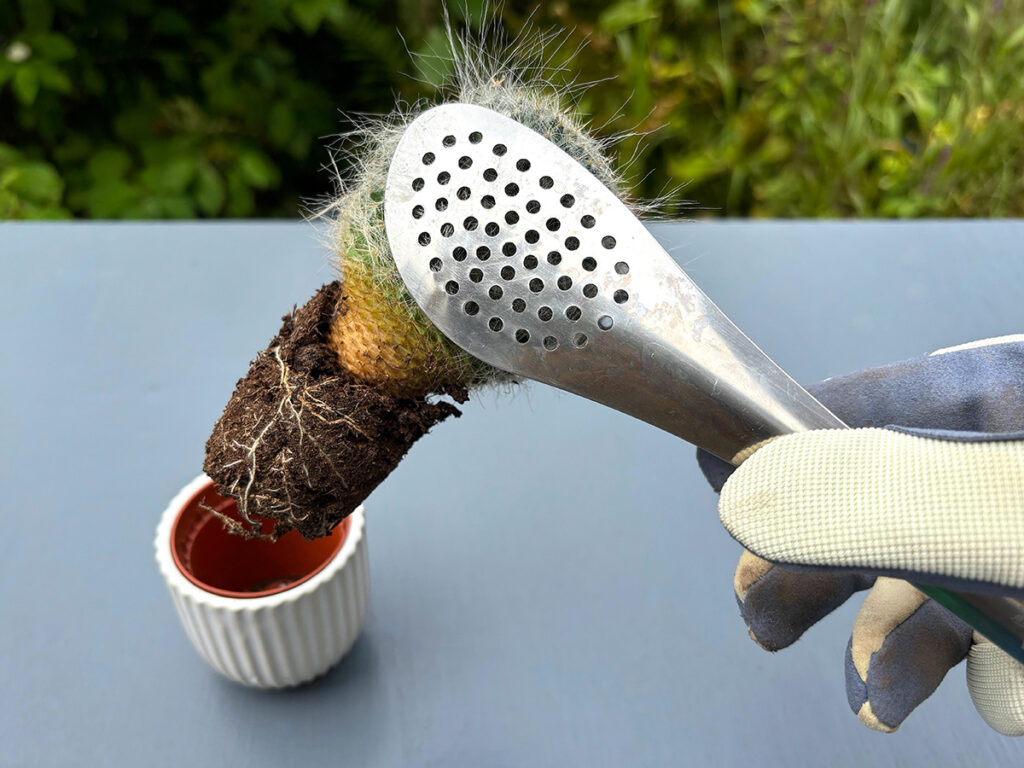 Using tongs to move cactus plant