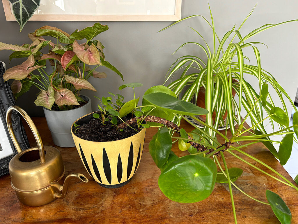 wonky Chinese money plant