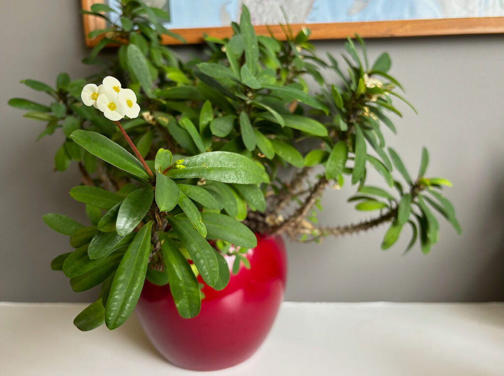 Crown of Thorns in flower