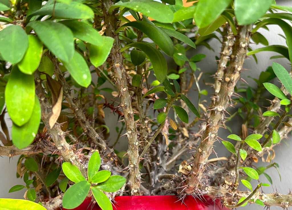 spiky stems of Crown of Thorns