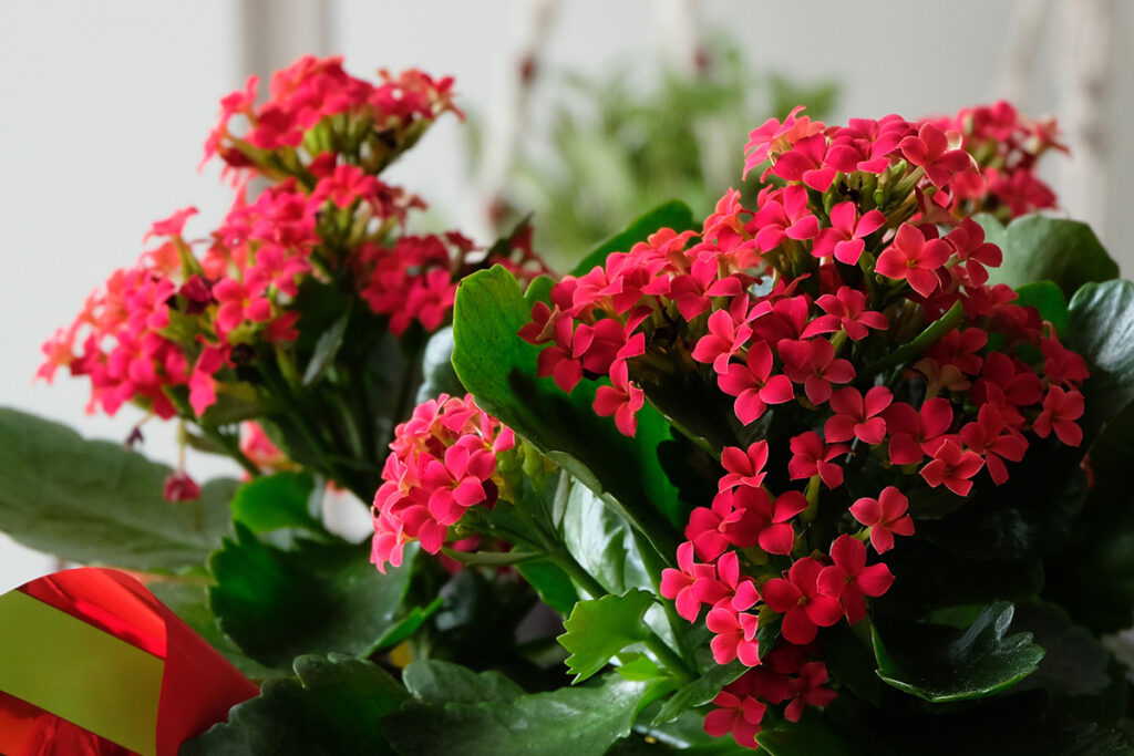 Flaming Katy, Kalanchoe blossfeldiana