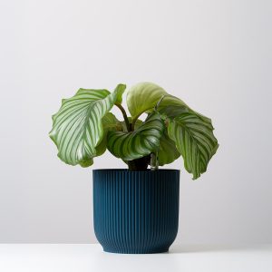 Calathea Orbifolia
