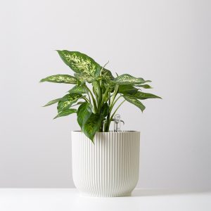 Dieffenbachia Compacta