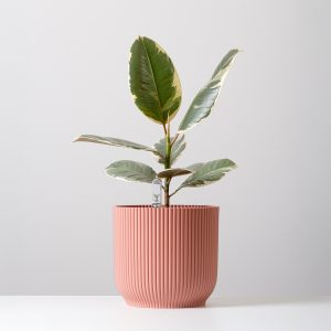 Ficus Elastica Tineke